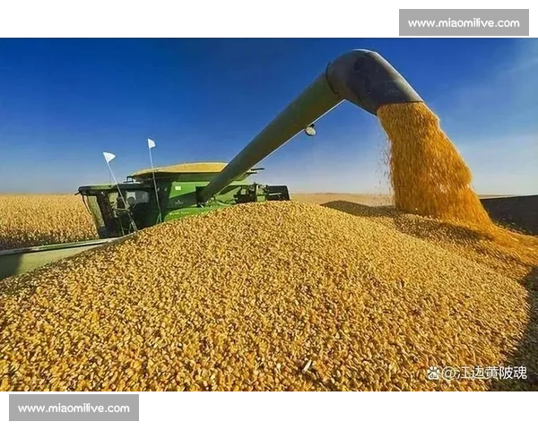 埃及vs突尼斯强强对话非洲足球格局走向前瞻解析历史战绩与战术博弈深度观察